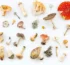 Amanita Genus: Ein Leitfaden für Neugierige & Sammler