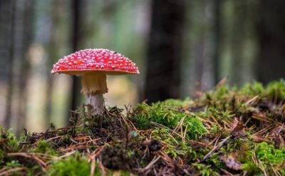 Einzelner Fliegenpilz steht allein im Wald