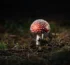 Amanita muscaria, Pantherpilz und Königsfliegenpilz kaufen