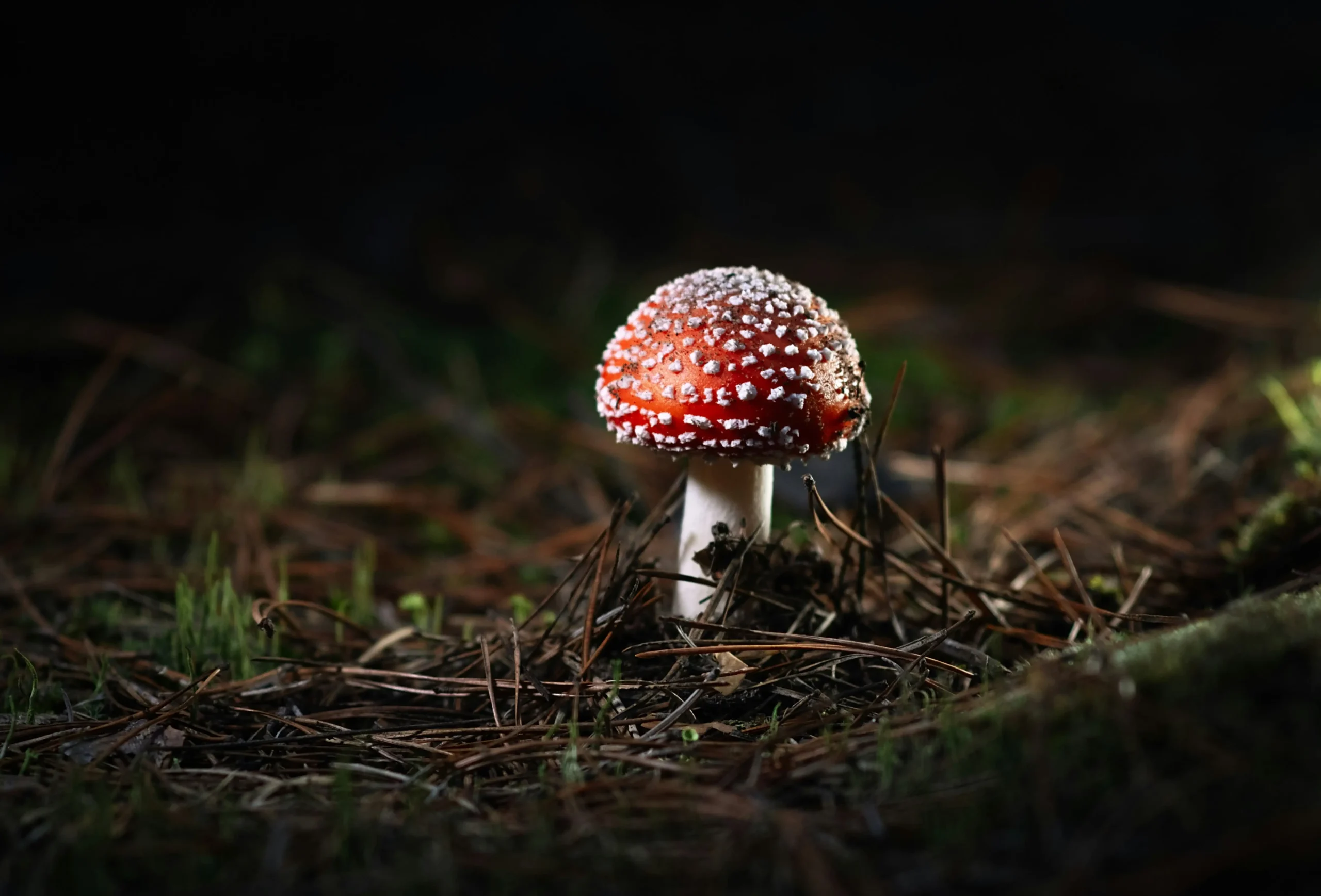 Amanita muscaria, Pantherpilz und Königsfliegenpilz kaufen
